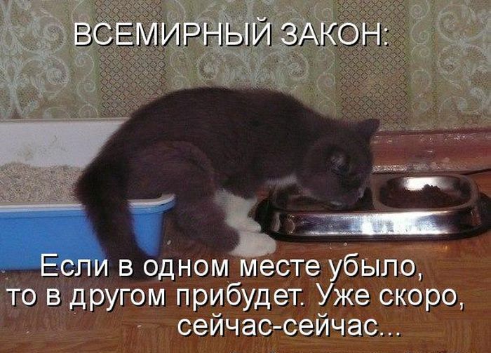 Лучшие котоматрицы недели