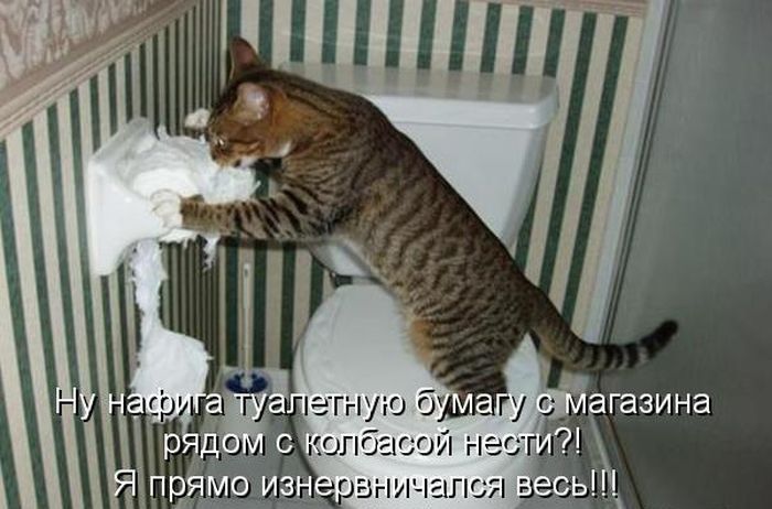 Лучшие котоматрицы недели