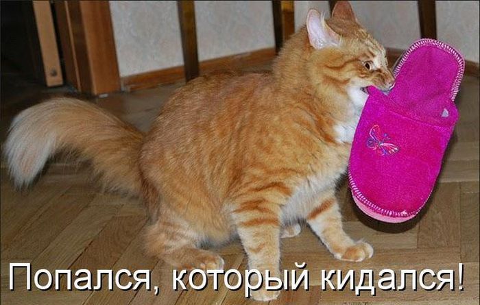 Лучшие котоматрицы недели