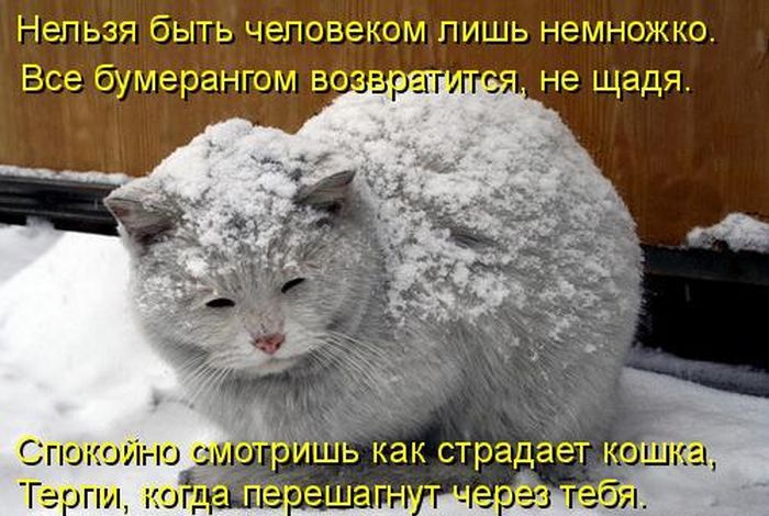 Лучшие котоматрицы недели