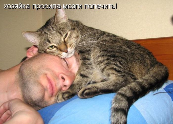 Лучшие котоматрицы недели