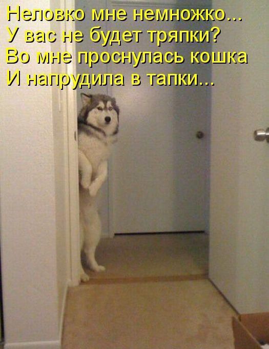 Лучшие котоматрицы недели