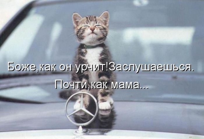 Лучшие котоматрицы недели