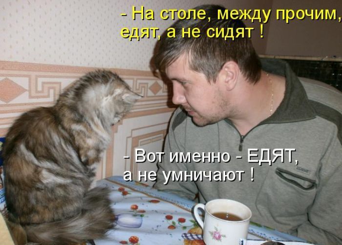 Лучшие котоматрицы недели