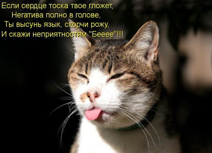 Лучшие котоматрицы недели