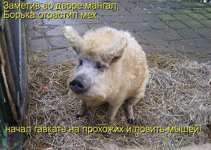 Лучшие котоматрицы недели