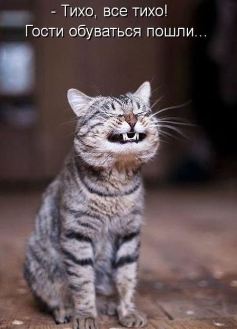 Лучшие котоматрицы недели