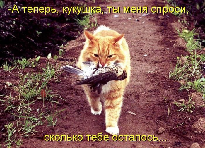 Лучшие котоматрицы недели