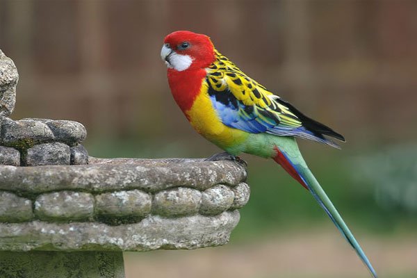 15 самых красивых птиц со всего света