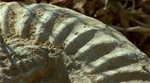 Европа: История континента / Europe: A Natural History (2005) DVDRip