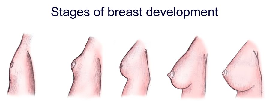 Developing Breasts 37