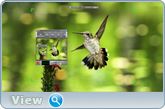 ZD Soft Screen Recorder 10.1 RePack (& Portable) by KpoJIuK (x86-x64) (14.10.2016) Multi/Rus ZD Soft Screen Recorder 10.1 RePack (& Portable) by KpoJIuK (x86-x64) (14.10.2016) Multi/Rus