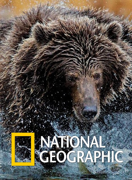Nat Geo Wild:   / Grizzly mpire (2015) HDTVRip 720p | D
