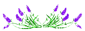 dividers_80.gif