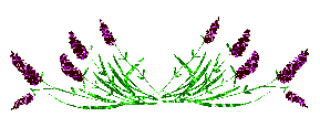 dividers_77.gif