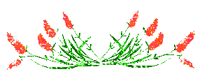 dividers_75.gif
