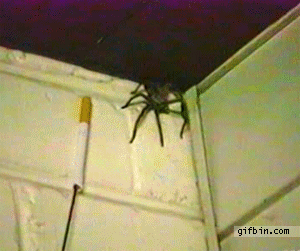1303407563_australian-spider-vs-cigarette.gif