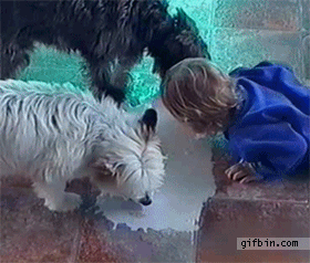 1303406731_kid-licking-milk-off-the-floor-with-dogs.gif