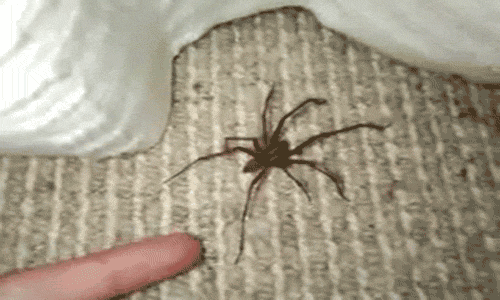 86c8a14d1e14fe5437cbb88c576fa9d40.gif