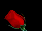 blooming_rose-1.gif
