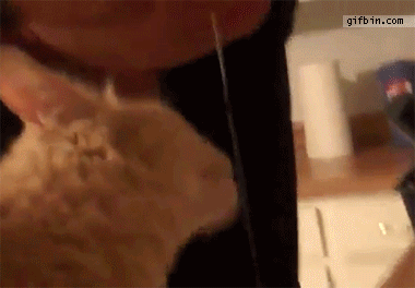 1306949811_cat_drinks_water_from_mans_nose.gif