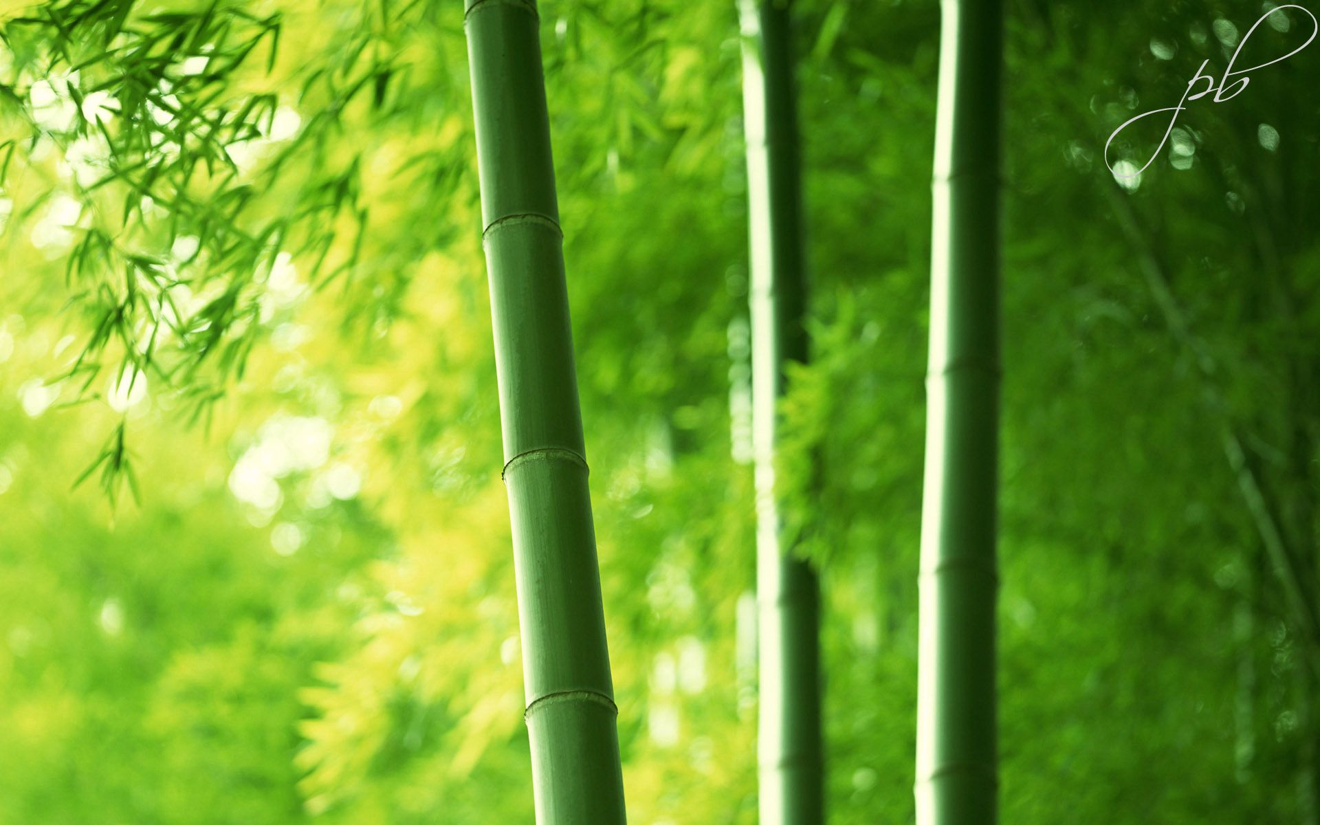 Bamboo-1920.jpg