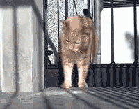 fatcat.gif