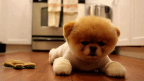 Pomadorable+It+s+a+motherfucking+Pomeranian+shaved+to+look+like+a_1c7f06_2627859.gif