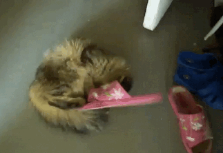slipper.gif