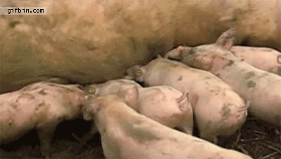 1320171565_piglet_gets_tossed_by_mother.gif