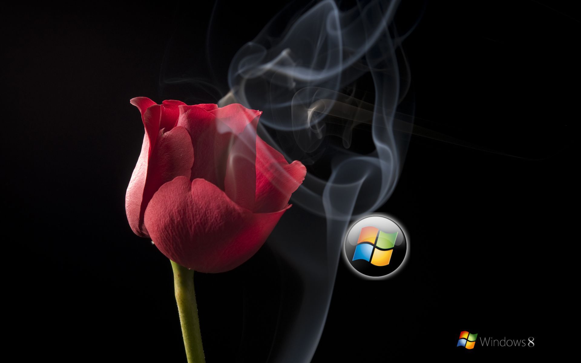 Красивые цветы на черном фоне