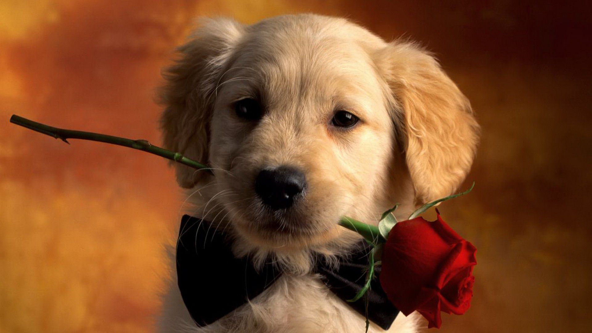 Золотистый ретривер