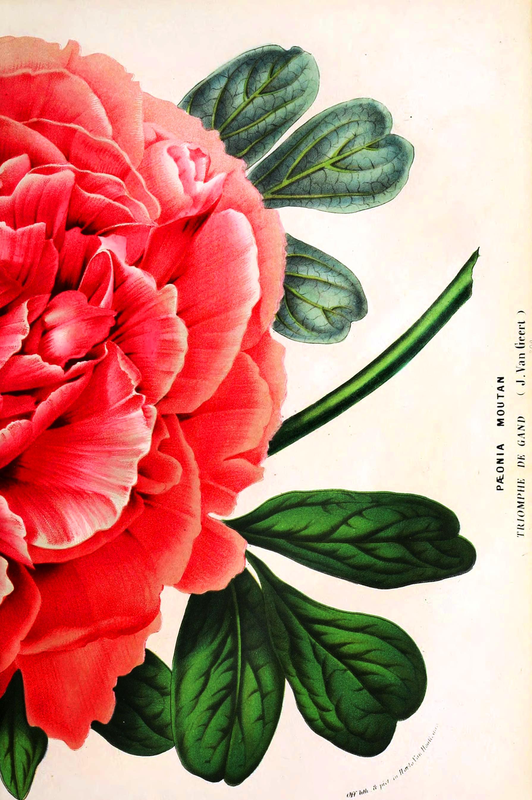 Botanical-Flore-des-Seres-et-Des-Jardins-de-LEurope-Peony-2.jpeg