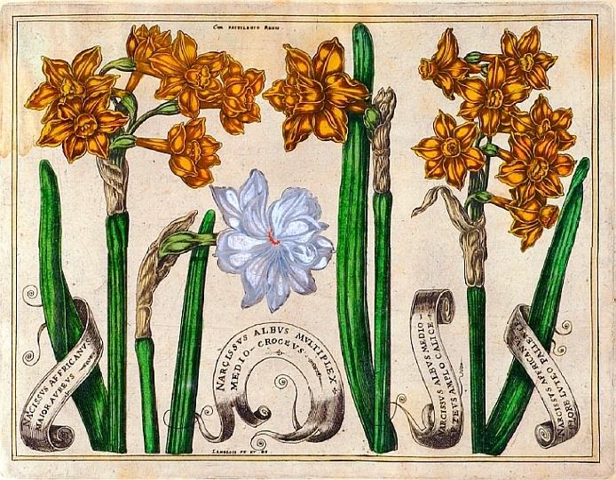 Botanical-Livres-de-Fleurs-1620-14.jpg