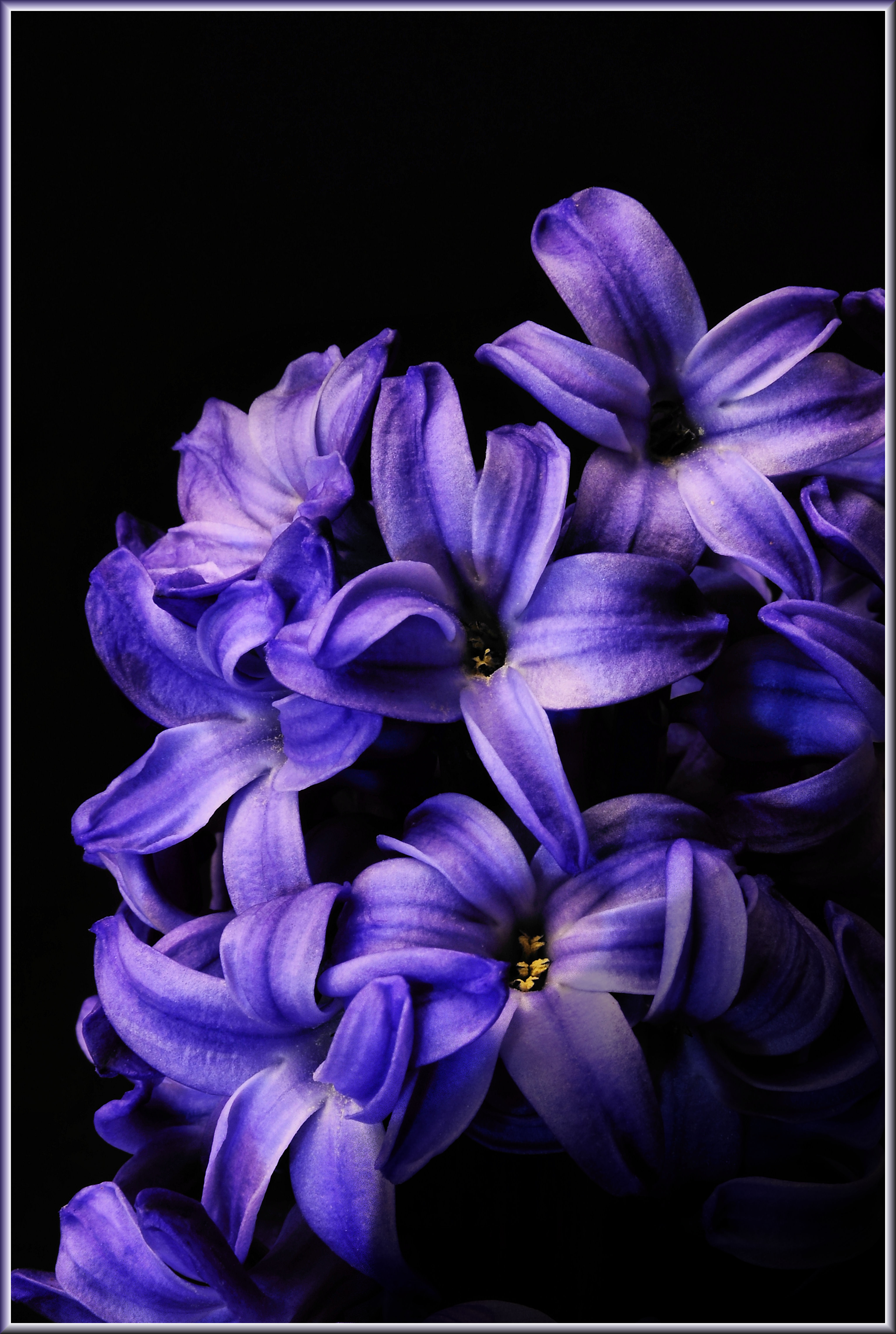 hyacinth_by_tthealer-d3d4re7.jpg