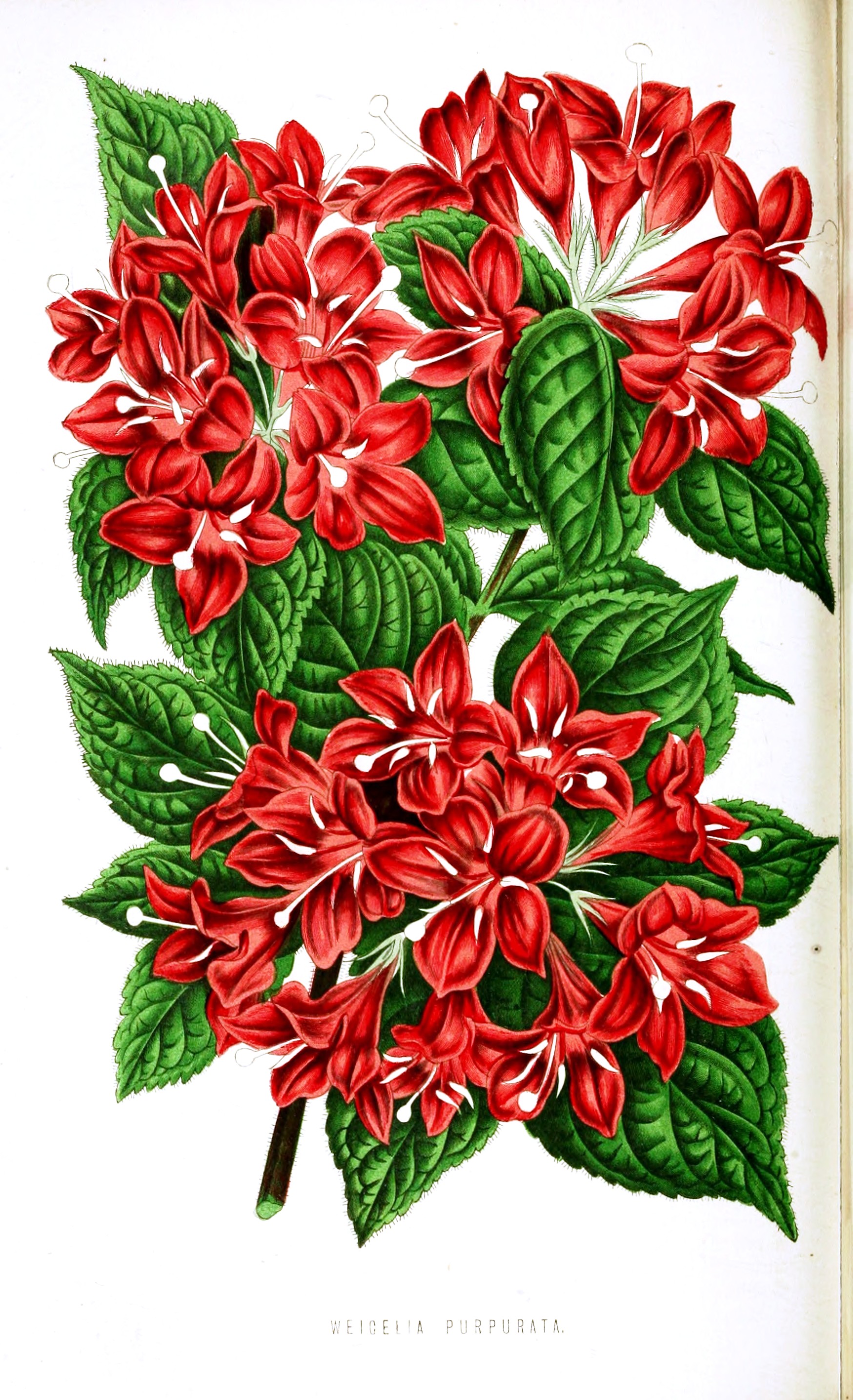 Botanical-Floral-World-and-Garden-Guide-1878-Weicelia-purpurata.jpeg