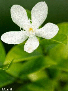 Wrightia antidysenterica