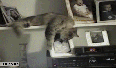 Смешная гифка с котом