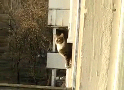 Кот из за угла