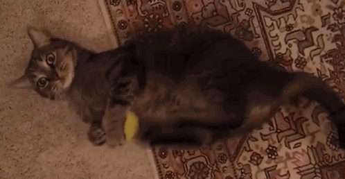 Кот котик