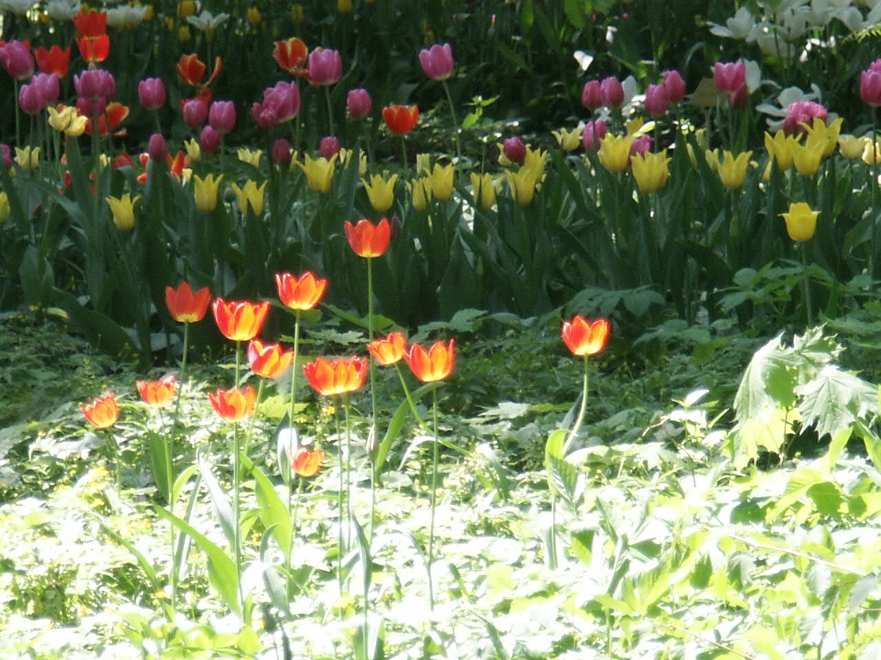 Поле тюльпанов
