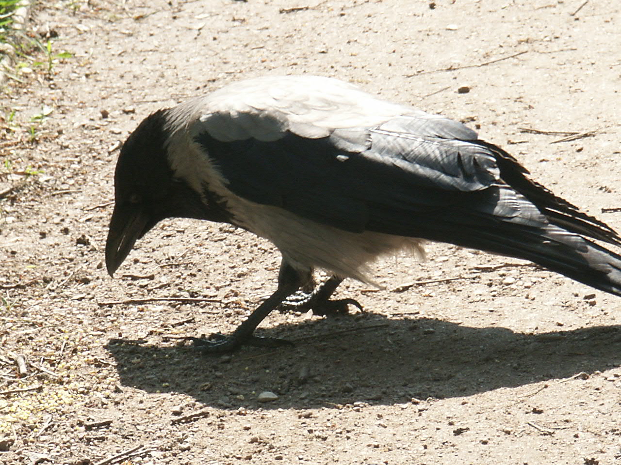 Ворона птица