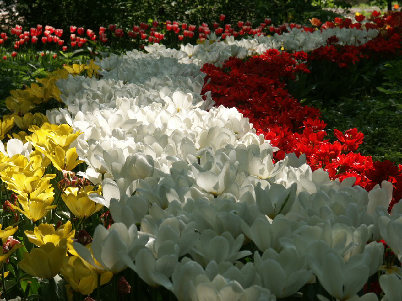 Кёкенхоф нидерланды парк тюльпанов