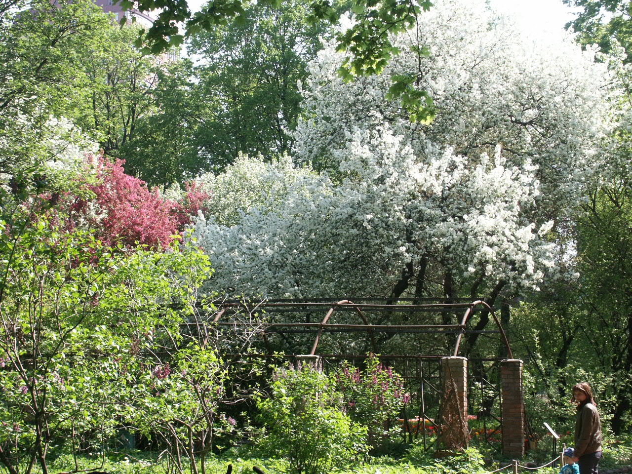 Ясная поляна яблони цветут