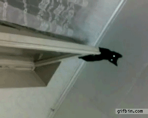 Кот ч?рный