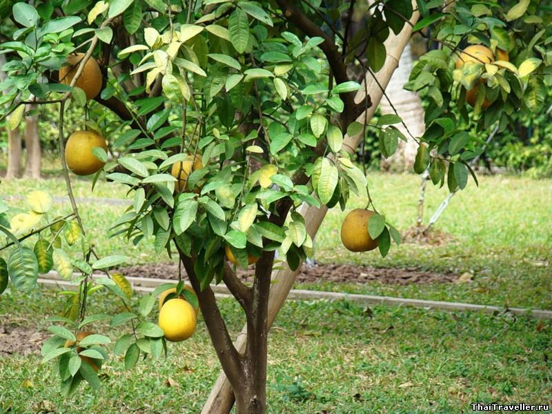 pomelo_tree.jpeg
