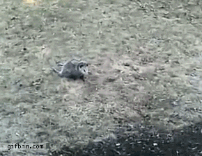 Зверек