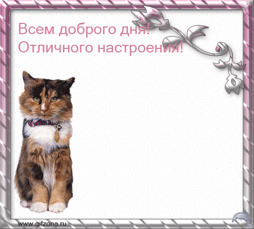 Доброго дня с котиками