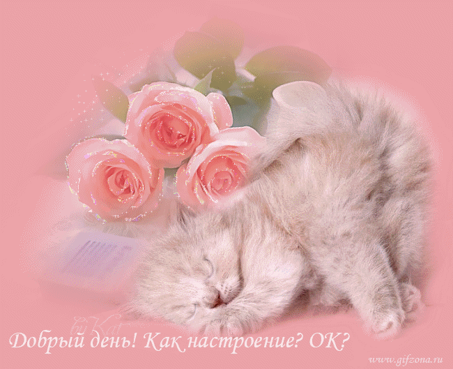 Милые котенок