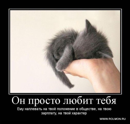 Люблю тебя котик